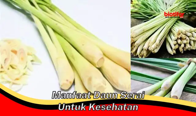 manfaat daun serai untuk kesehatan