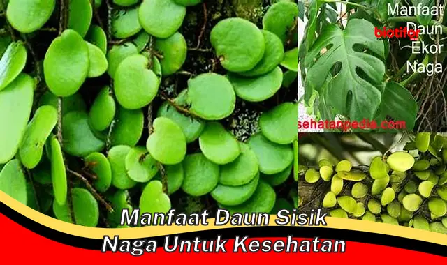 manfaat daun sisik naga untuk kesehatan