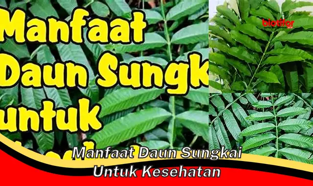 manfaat daun sungkai untuk kesehatan