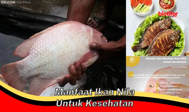 manfaat ikan nila untuk kesehatan