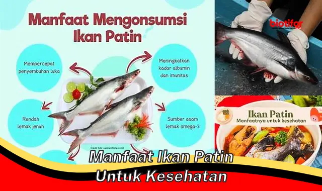 manfaat ikan patin untuk kesehatan