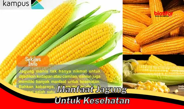 manfaat jagung untuk kesehatan