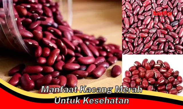 manfaat kacang merah untuk kesehatan