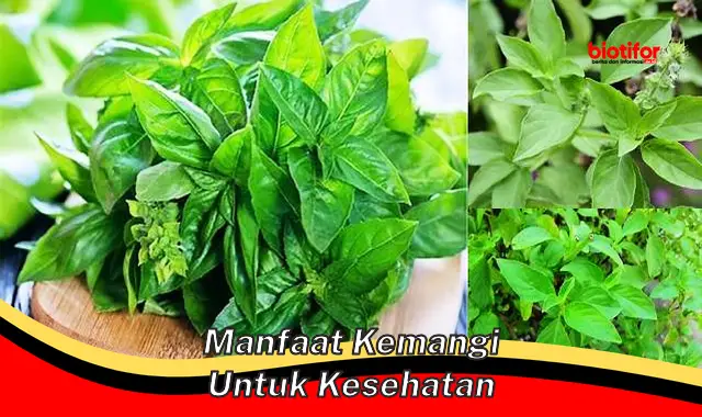 manfaat kemangi untuk kesehatan