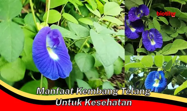 manfaat kembang telang untuk kesehatan