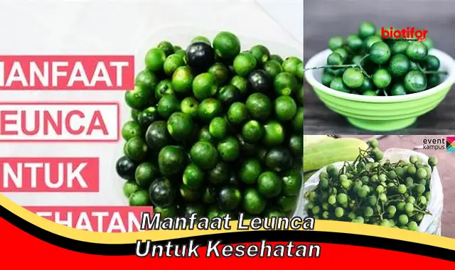 manfaat leunca untuk kesehatan