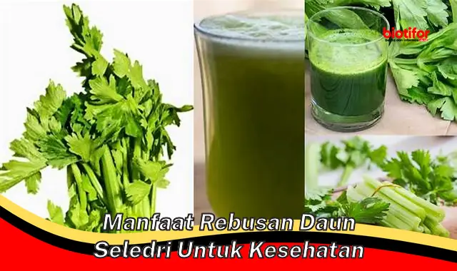 manfaat rebusan daun seledri untuk kesehatan