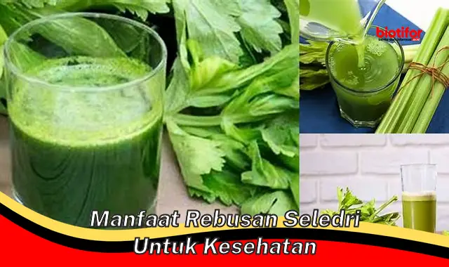 manfaat rebusan seledri untuk kesehatan