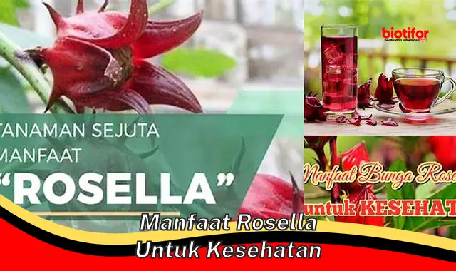 manfaat rosella untuk kesehatan