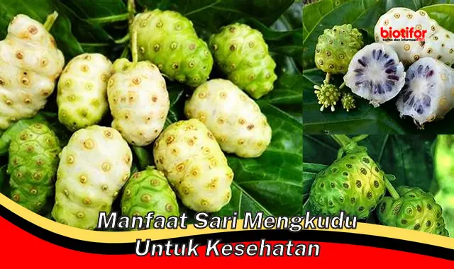 manfaat sari mengkudu untuk kesehatan