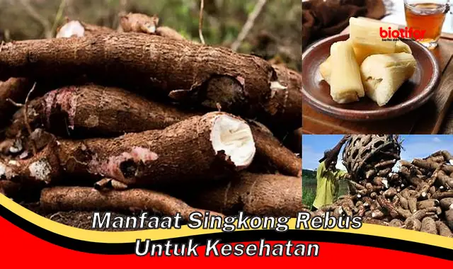 manfaat singkong rebus untuk kesehatan