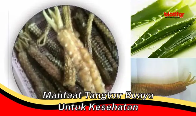 manfaat tangkur buaya untuk kesehatan