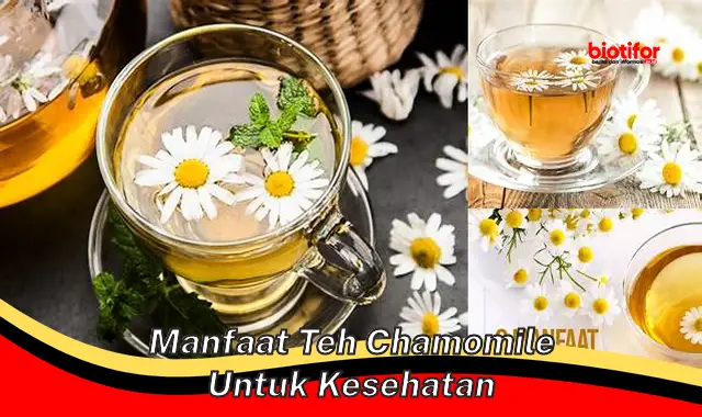 manfaat teh chamomile untuk kesehatan