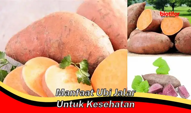 manfaat ubi jalar untuk kesehatan