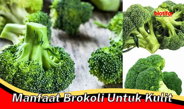 manfaat brokoli untuk kulit