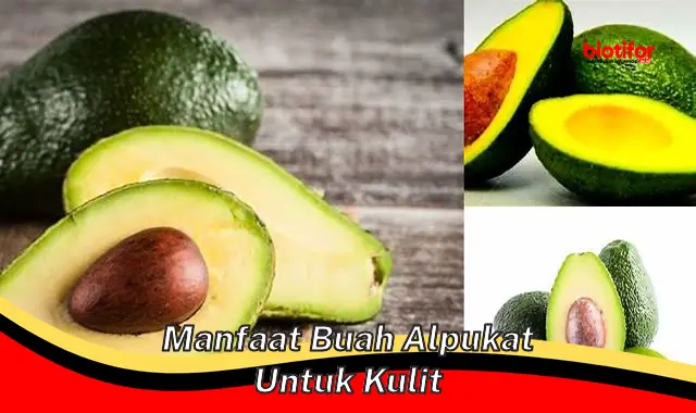 manfaat buah alpukat untuk kulit