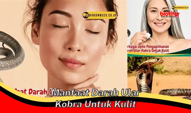 manfaat darah ular kobra untuk kulit