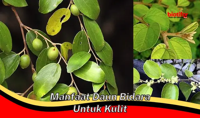 manfaat daun bidara untuk kulit