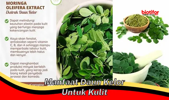 manfaat daun kelor untuk kulit