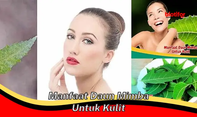 manfaat daun mimba untuk kulit