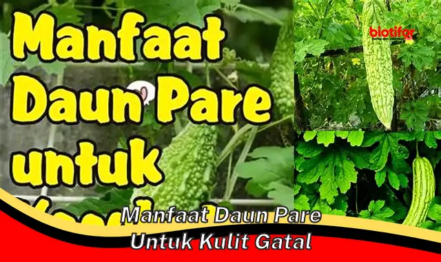 manfaat daun pare untuk kulit gatal