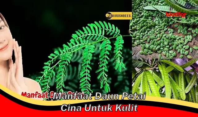 manfaat daun petai cina untuk kulit