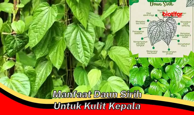 Temukan Manfaat Daun Sirih untuk Kulit Kepala yang Jarang Diketahui