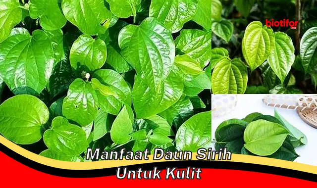 manfaat daun sirih untuk kulit