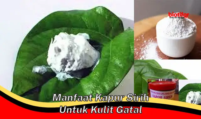 manfaat kapur sirih untuk kulit gatal