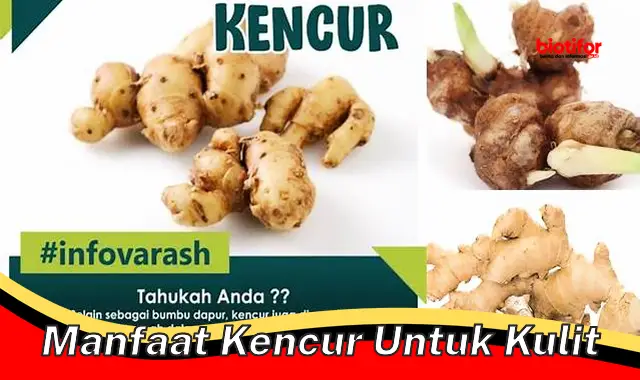 Temukan 5 Khasiat Kencur untuk Kulit yang Belum Banyak Diketahui