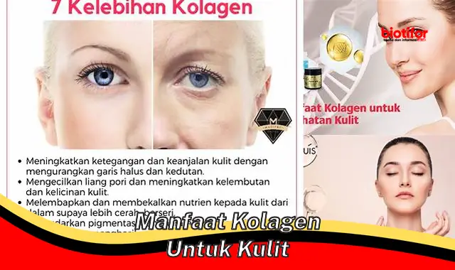 manfaat kolagen untuk kulit