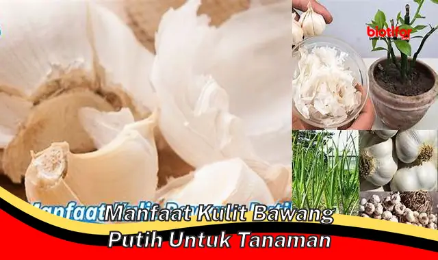 manfaat kulit bawang putih untuk tanaman