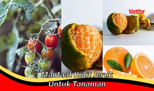 manfaat kulit jeruk untuk tanaman