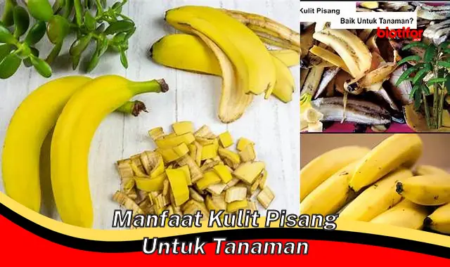 manfaat kulit pisang untuk tanaman