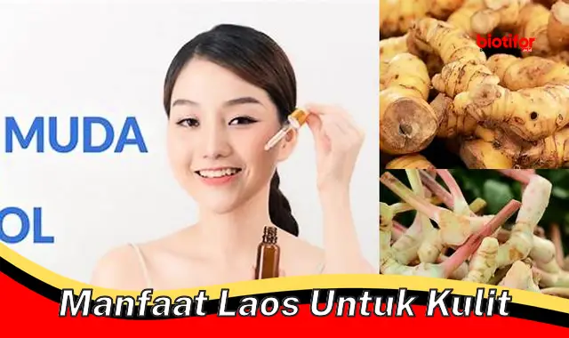 manfaat laos untuk kulit