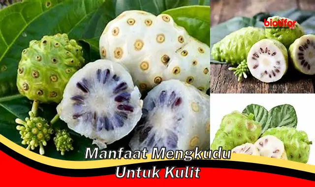 Temukan Manfaat Mengkudu untuk Kulit yang Jarang Diketahui