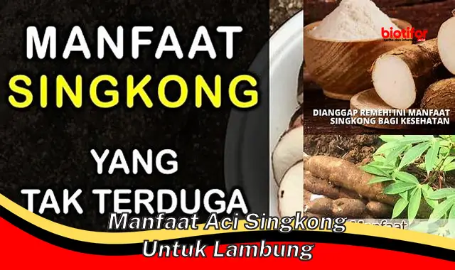 manfaat aci singkong untuk lambung