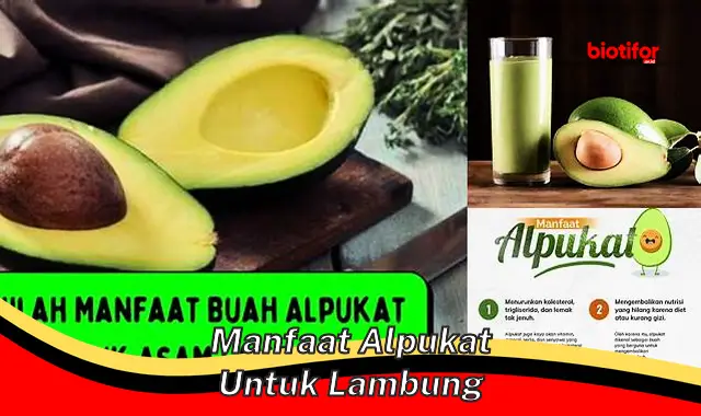 manfaat alpukat untuk lambung