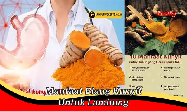 manfaat biang kunyit untuk lambung