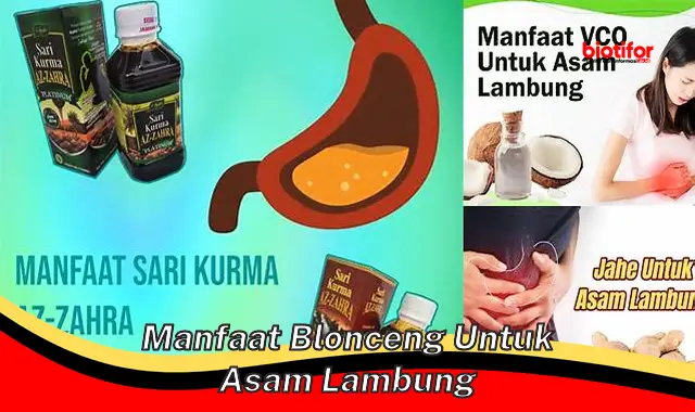 manfaat blonceng untuk asam lambung