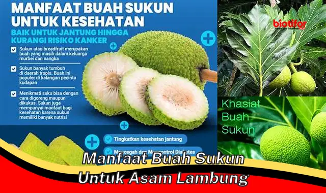 manfaat buah sukun untuk asam lambung