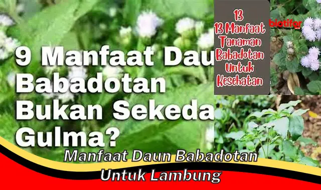 manfaat daun babadotan untuk lambung