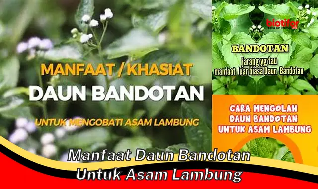 manfaat daun bandotan untuk asam lambung