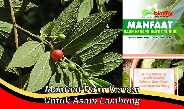 manfaat daun kersen untuk asam lambung