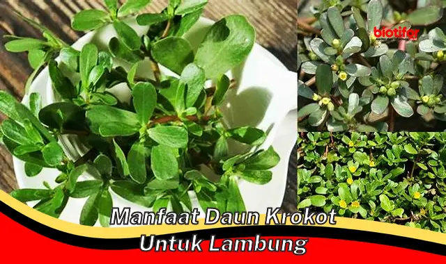 manfaat daun krokot untuk lambung