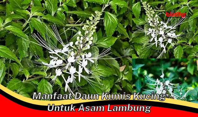 manfaat daun kumis kucing untuk asam lambung