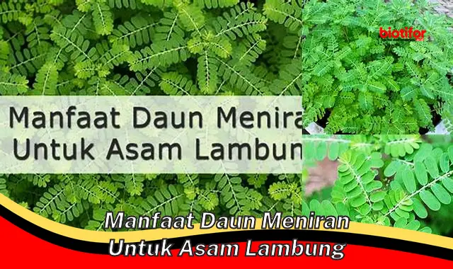 manfaat daun meniran untuk asam lambung