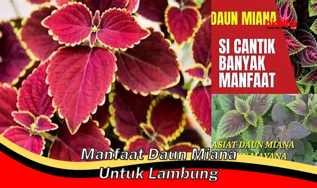 manfaat daun miana untuk lambung