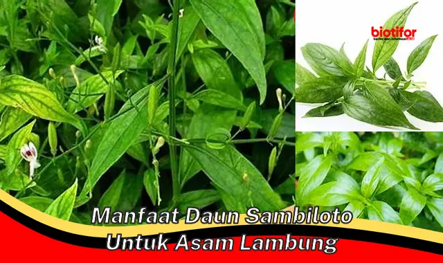 manfaat daun sambiloto untuk asam lambung