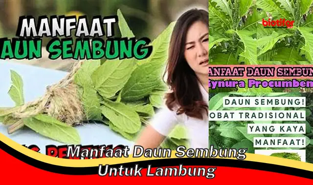 manfaat daun sembung untuk lambung